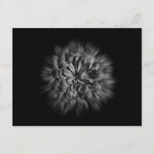 Postal Flores De Patio Trasero En Negro Y Blanco 48 Flujo