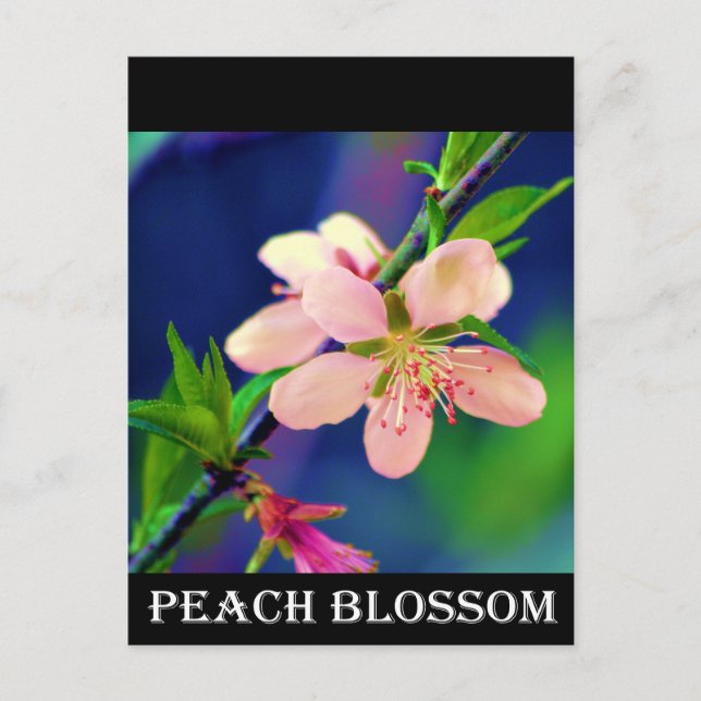 Postal Flores De Peach Delaware (Anverso)