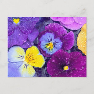 Postal Flores de pensamiento flotando en baño de pájaros