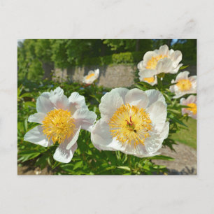 Postal Flores de peonatos de China blanca