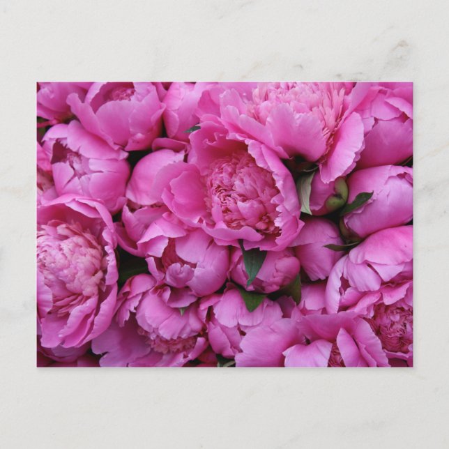 Postal Flores de Peones Rosa Lush (Anverso)