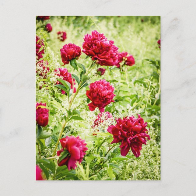 Postal Flores de peones salvajes espléndidas (Anverso)