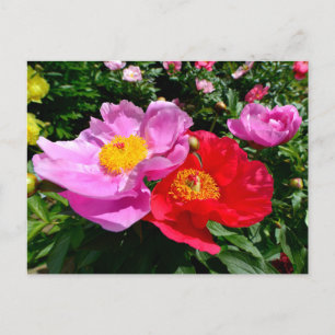Postal Flores de peonías chinas cerradas