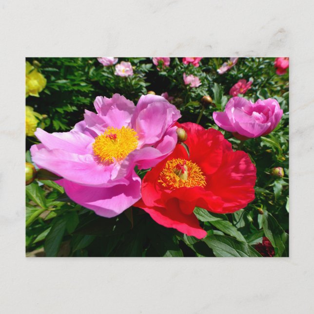 Postal Flores de peonías chinas cerradas (Anverso)