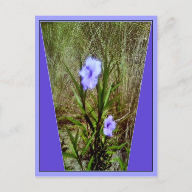 Postal Flores de Petunia mexicanas moradas (Anverso)