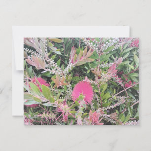 Postal Flores de pincel rosado en el jardín de la floricu