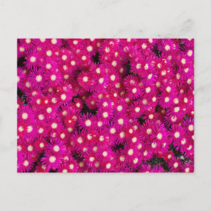 Postal flores de plantas de hielo