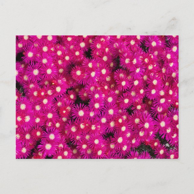 Postal flores de plantas de hielo (Anverso)