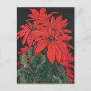 Postal Flores de plantas de poinsettia roja de Navidad vi