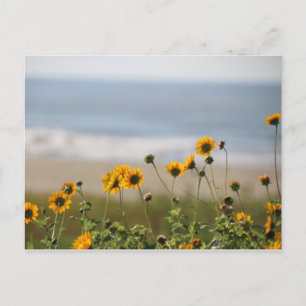 Postal Flores de playa en la isla Galveston