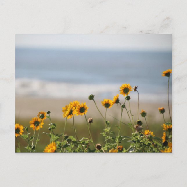 Postal Flores de playa en la isla Galveston (Anverso)