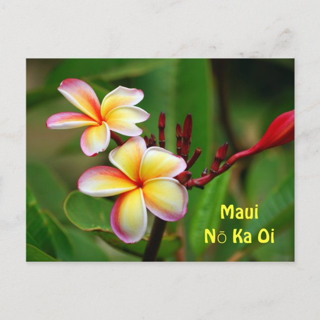 Postal Flores de plumeria arcoiris, Maui Nō Ka Oi (Anverso)