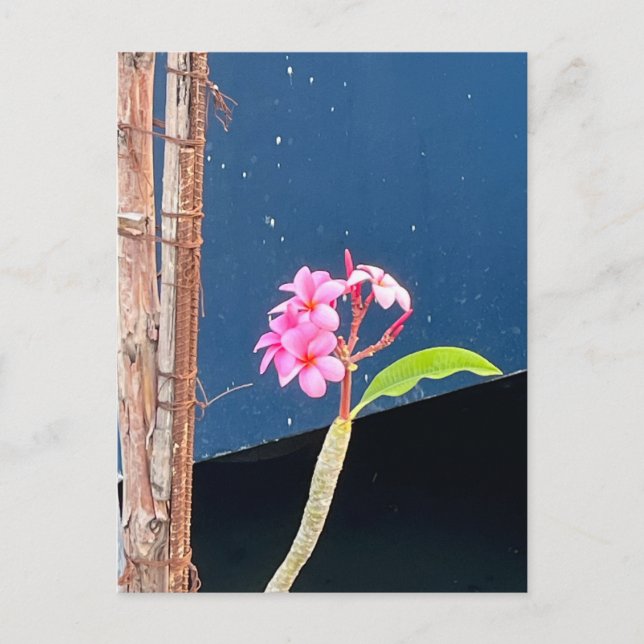 Postal Flores de Plumeria de Hawái (Anverso)