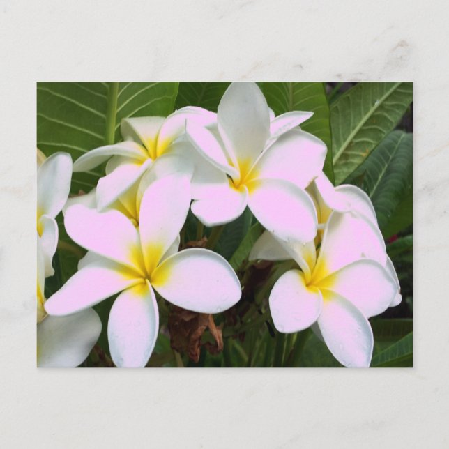 Postal Flores de plumeria de Hawái (Anverso)