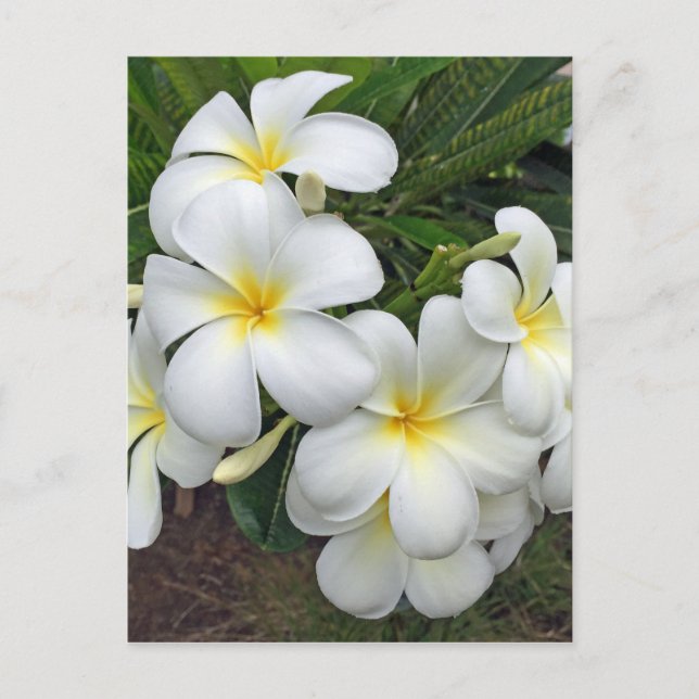 Postal Flores de plumeria de Hawái (Anverso)