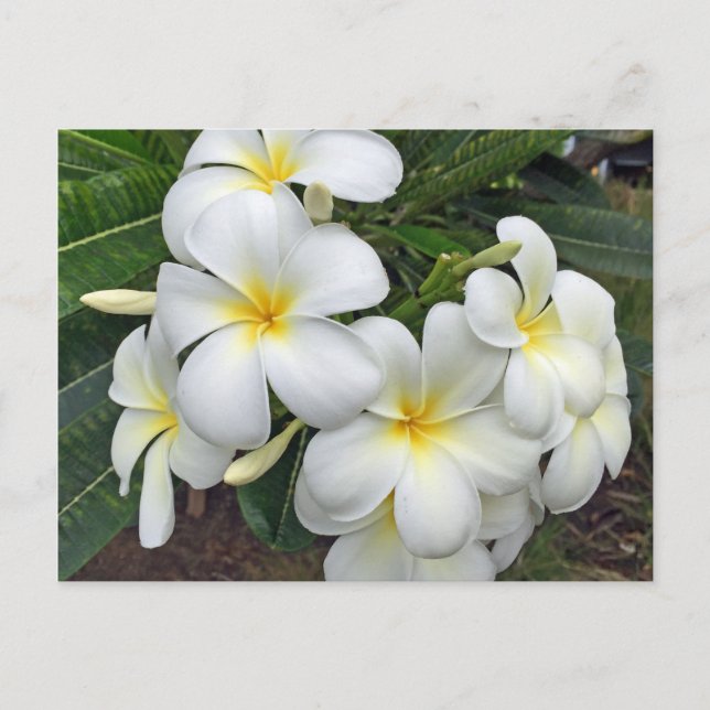 Postal Flores de plumeria de Hawái (Anverso)