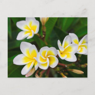Postal Flores de plumeria en primer plano, Hawái