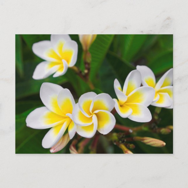 Postal Flores de plumeria en primer plano, Hawái (Anverso)