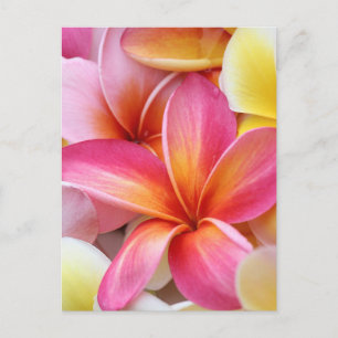 Postal Flores de plumeria frangipani rosa morada amarillo