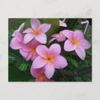 Flores de Plumeria Rosa de Hawái