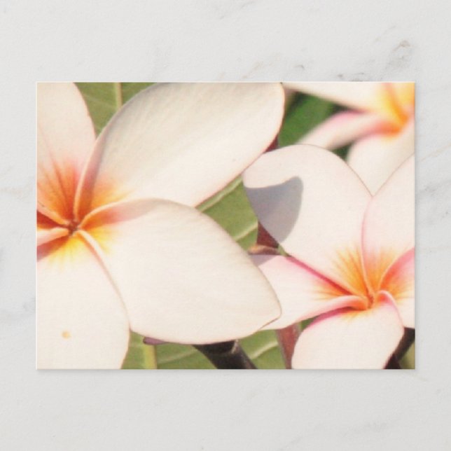 Postal Flores de plumeria rosada (Anverso)