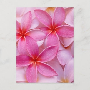 POSTAL FLORES DE PLUMERÍA TROPICAL