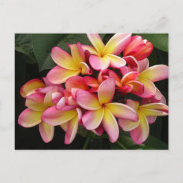Postal Flores de Plumeria Tropical Rosa y Amarilla