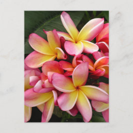 Postal Flores de Plumeria Tropical Rosa y Amarilla