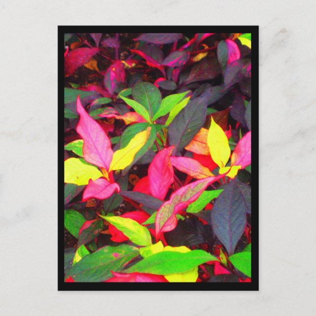 Postal Flores de postales-ciudad-14 (Anverso)