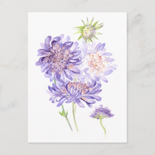 Postal flores de pradera (Anverso)