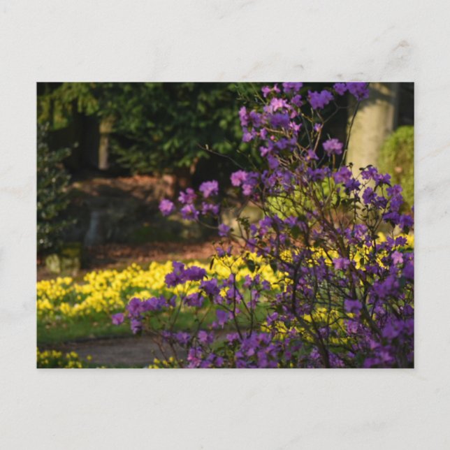 Postal Flores de primavera (Anverso)