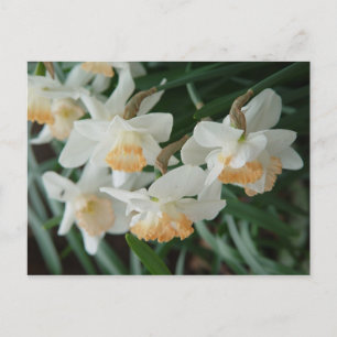 Postal Flores de primavera