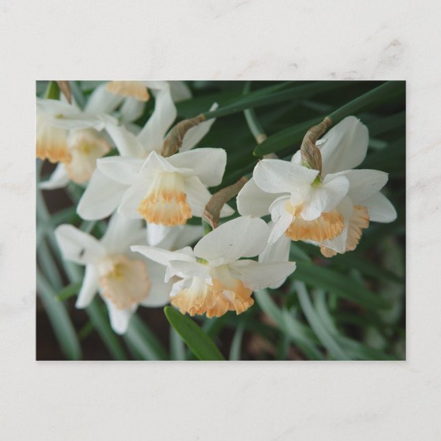 Postal Flores de primavera (Anverso)