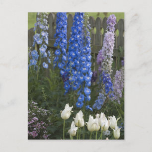 Postal Flores de primavera a lo largo de un camino de jar