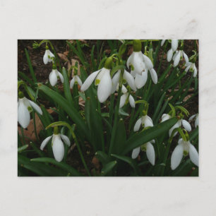 Postal Flores de Primavera Blanca (Galanthus)