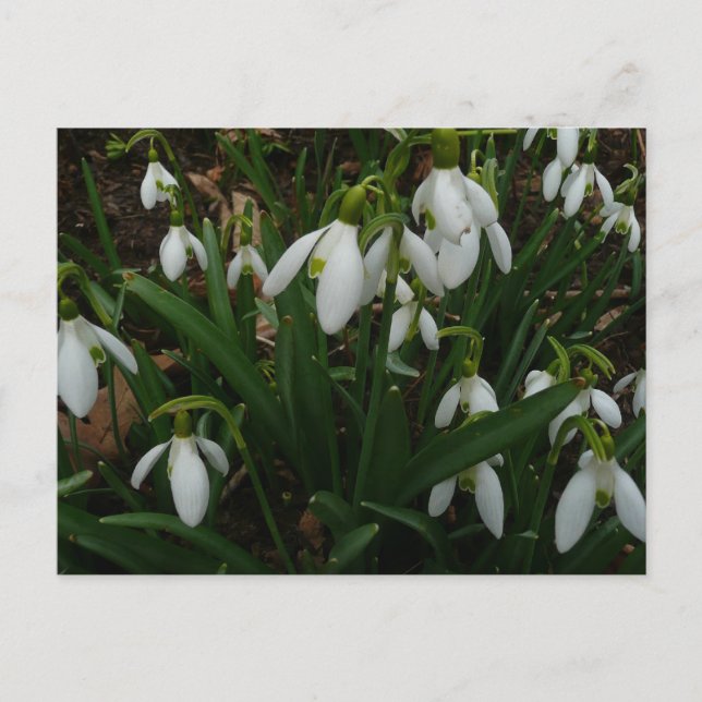 Postal Flores de Primavera Blanca (Galanthus) (Anverso)