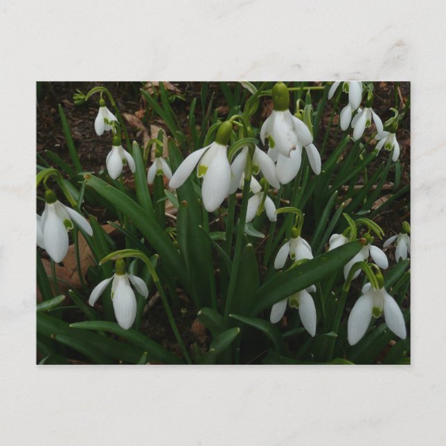 Postal Flores de Primavera Blanca (Galanthus) (Anverso)