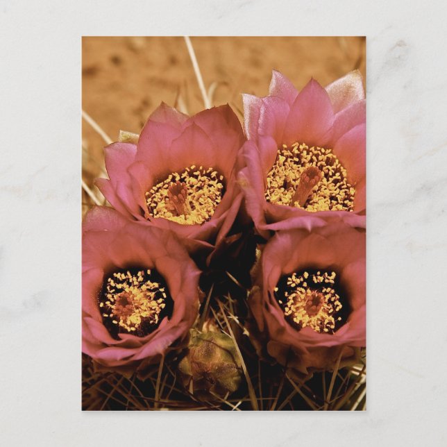 POSTAL FLORES DE PRIMAVERA DE ALTO DESIERTO ROSA (Anverso)