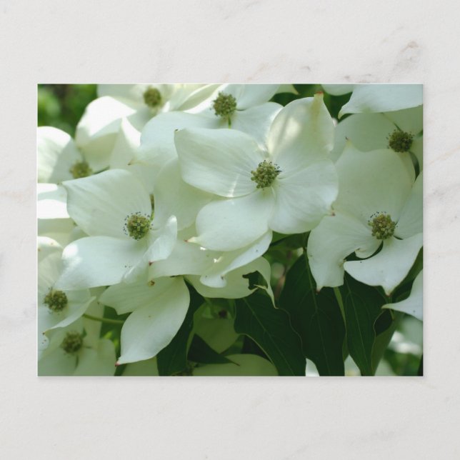 Postal Flores de primavera de Dogwood blanco (Anverso)