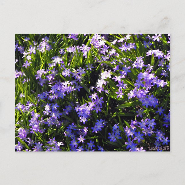 Postal Flores de primavera de Escilla azul (Anverso)