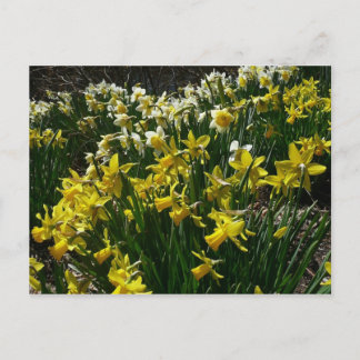 Postal Flores de primavera de los Daffodils amarillos y b