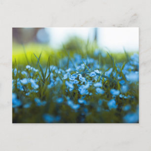 Postal Flores de primavera en el campo