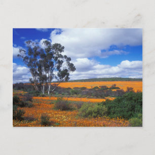 Postal Flores de primavera en Namaqualand, Sudáfrica