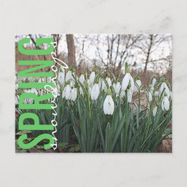 Postal Flores de primavera, gotas de nieve florales blanc
