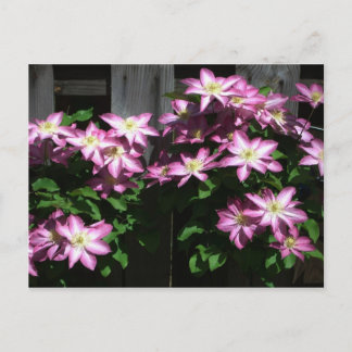 Postal Flores de primavera púrpura Clematis en escalada