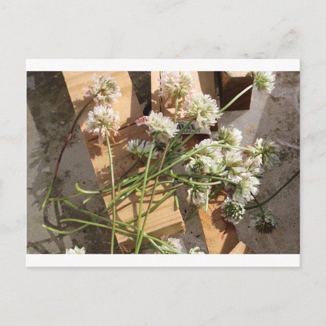 Postal Flores de primavera recolectadas (Anverso)