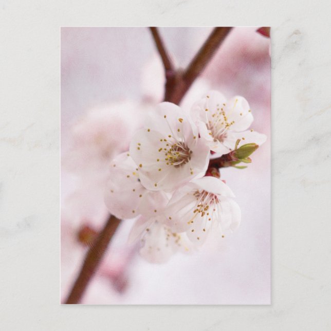 Postal Flores de primavera rosada (Anverso)
