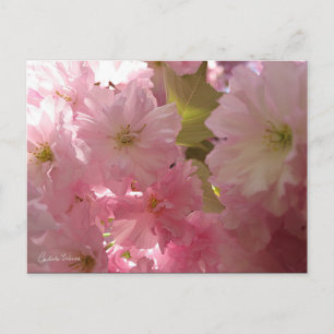 Postal Flores de primavera rosada