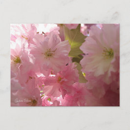Postal Flores de primavera rosada