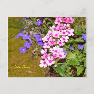 Postal Flores de primavera rosadas púrpura Postcard